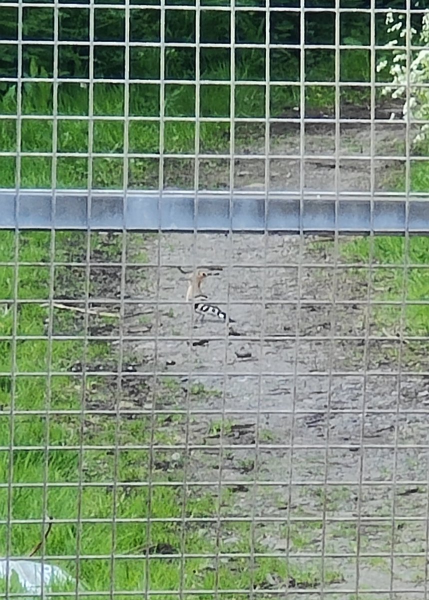 luke westacott tweet media