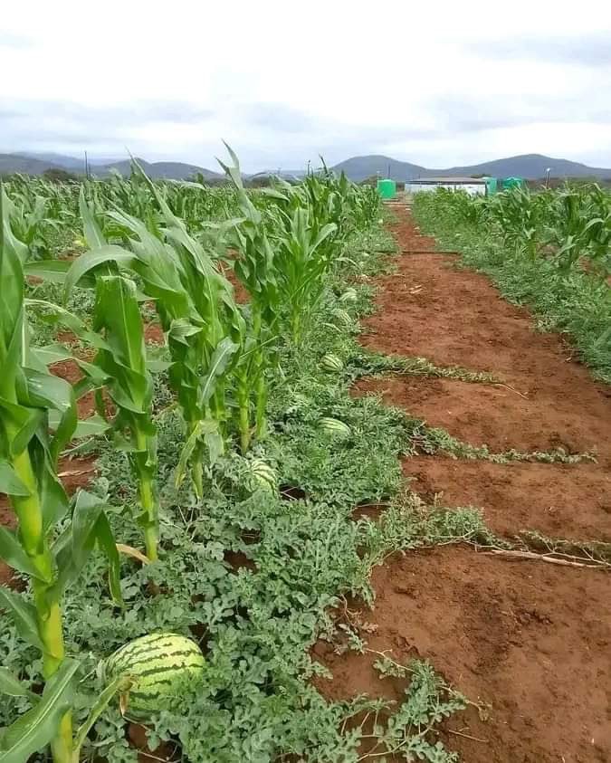 MINISTRY OF AGRICULTURE JUBALAND STATE tweet media