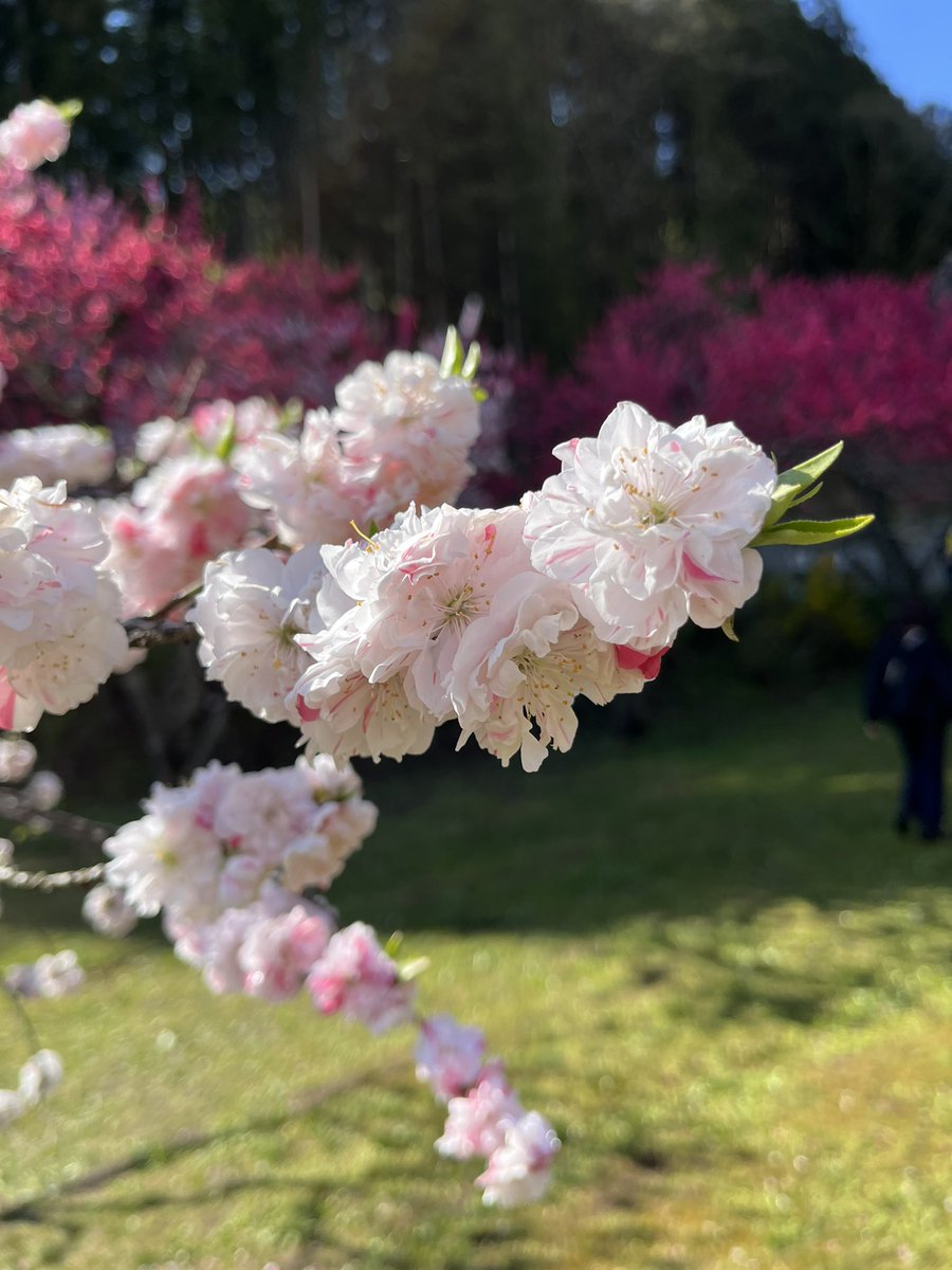 nisimikawa's tweet photo. こんばんは＼(^▽^)／！今朝6時に自宅を出発し阿智花桃の里へ行って来ました。丁度満開から散り始めで最高に良かったです。 https://t.co/dQhYyh9idE