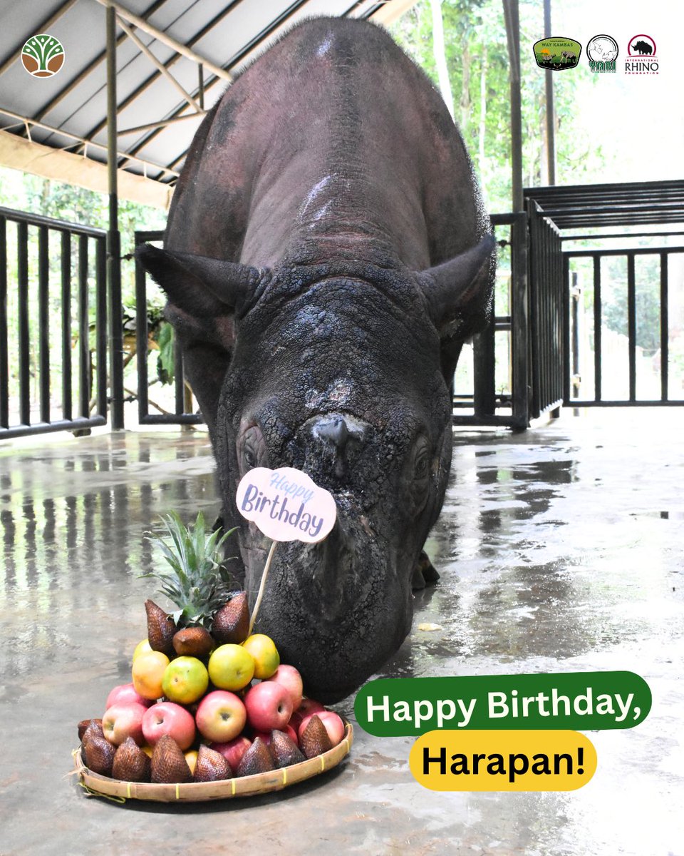 Today is Harapan’s Birthday, #SahabatBadak! 🥳🦏