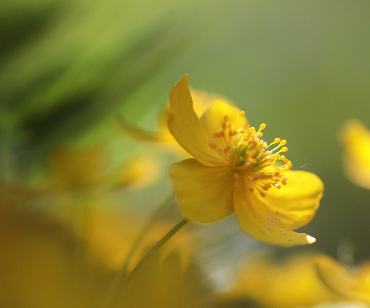 RitvaSavolaine1's tweet image. Nyt on jo keltavuokotkin avanneet kukkiansa #keltavuokko #ig_finland #springishere #kevät2025