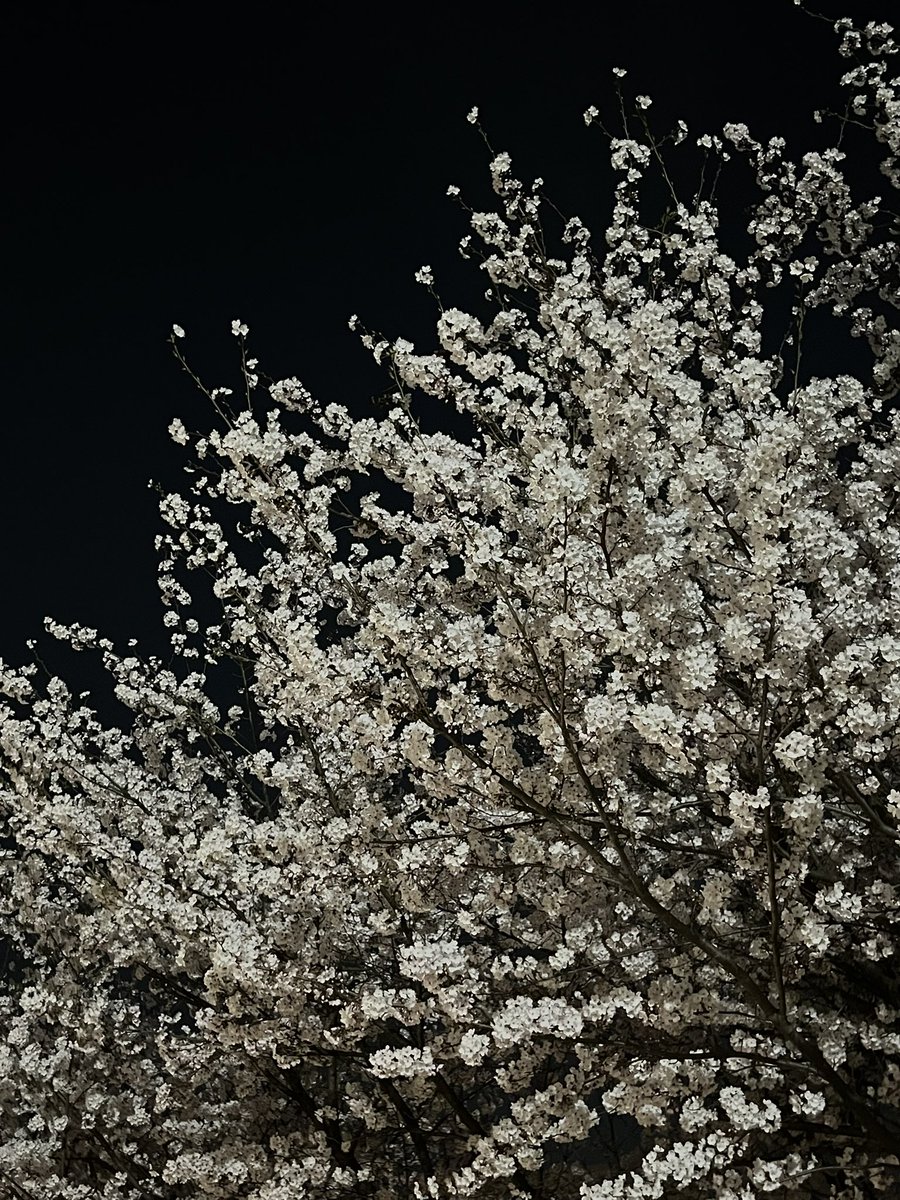 ᴍᴏᴏ tweet media