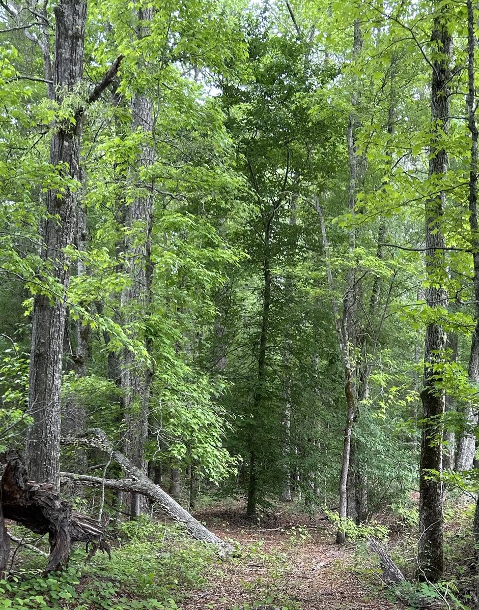 JeaneFahrlander's tweet image. Good morning🍃