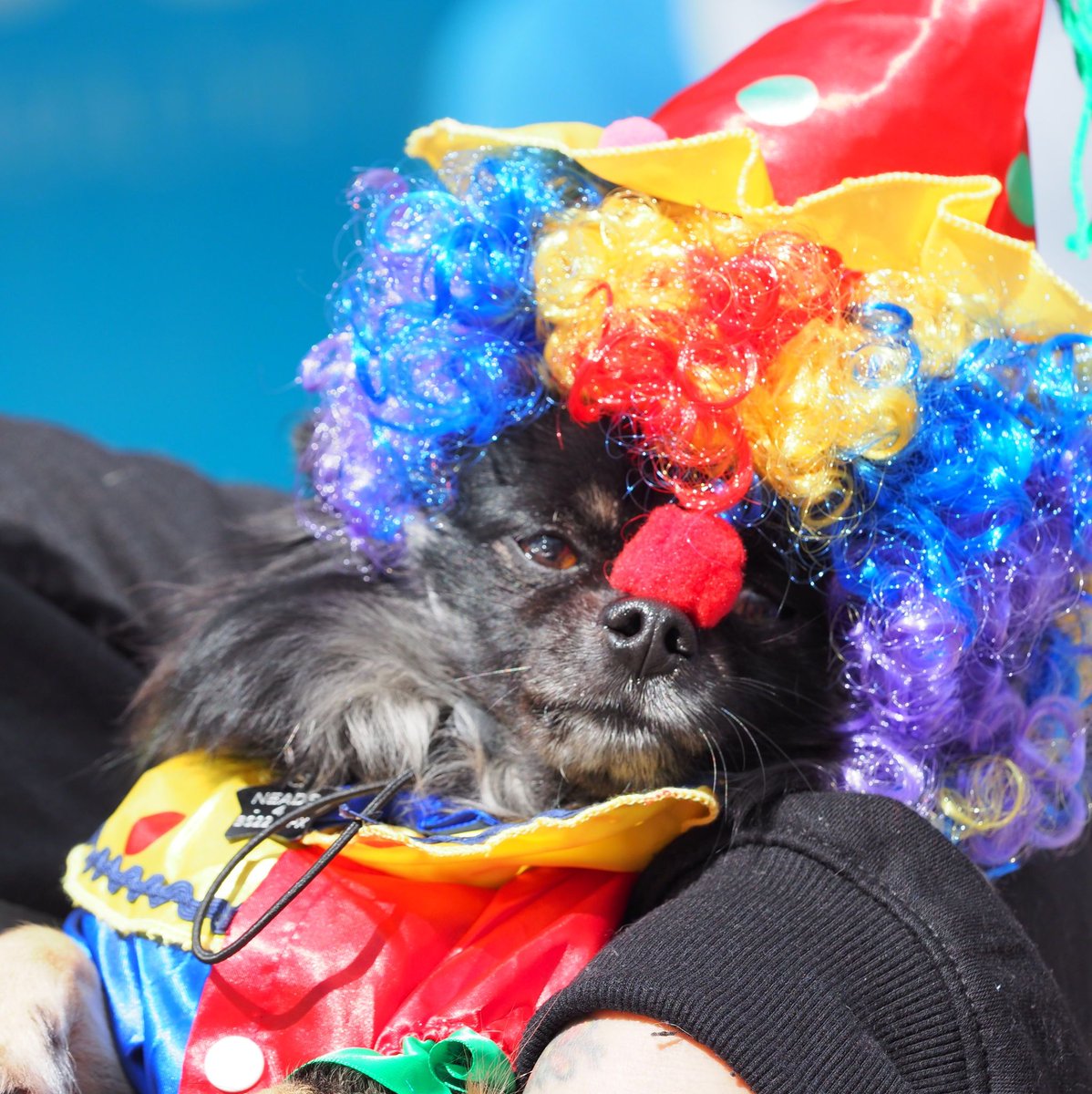 Who’s ready to get fancy? 🕺🐾 At this year’s Best Dressed competition, anything goes – from quirky costumes to doggy style icons! 

The JIGSAW Thornbury Charity Dog Show is just around the corner on Saturday 3rd May 11:00am - 4:00pm, St Mary Centre. 🏅 Rosettes for Everyone!