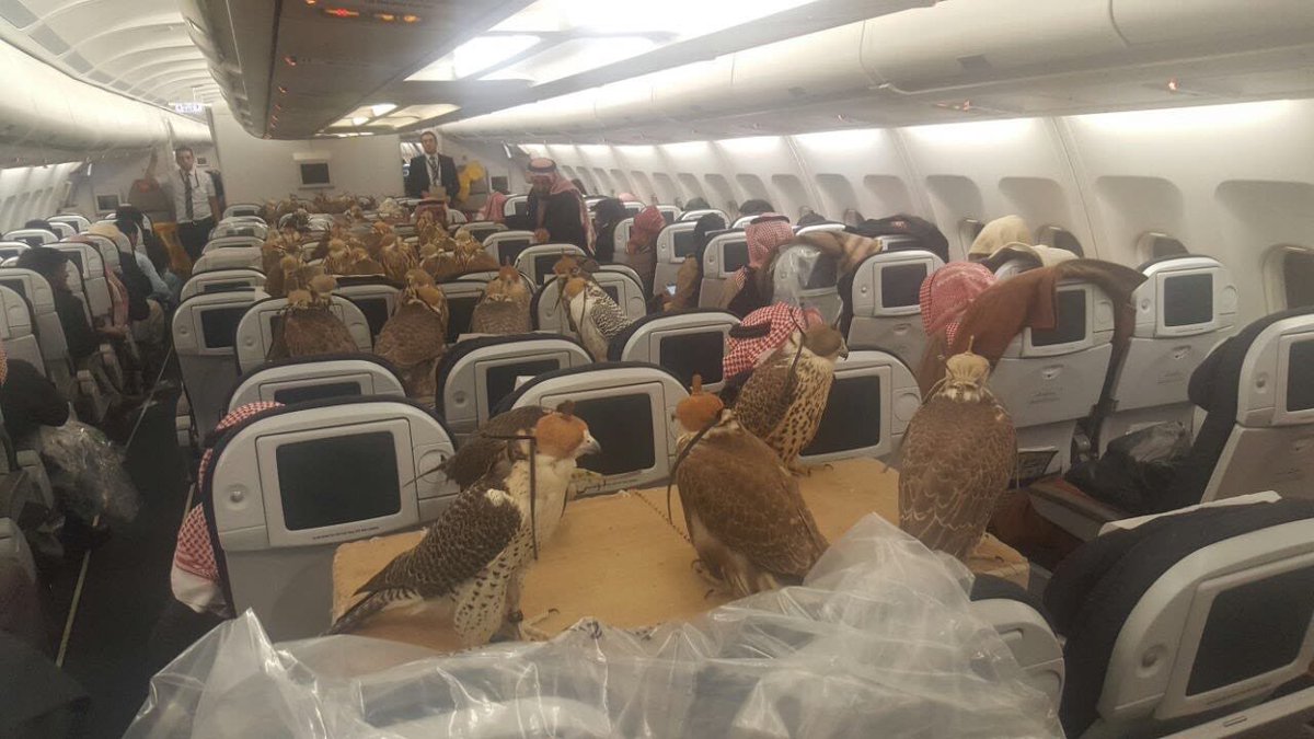 In what must have been some kind of altitude record for falcon-kind, a Saudi Prince once bought airline seats for 80 of his falcon pals. If you ever ask yourself, "Is this too much?" The answer is always no, find a way to be that falconer. 🤣
#random