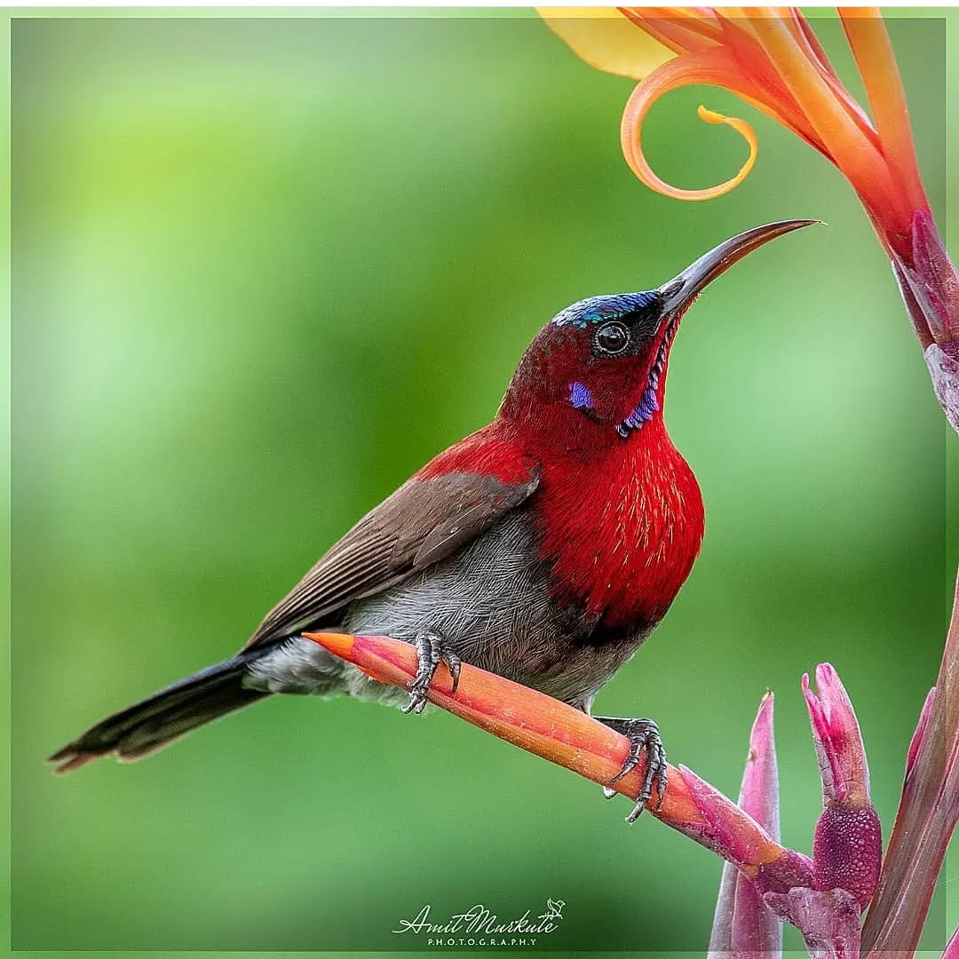Moonlighhy's tweet photo. Vigors sunbird🐦

@amit_murkute_wildlife https://t.co/gb9DpnYl7o