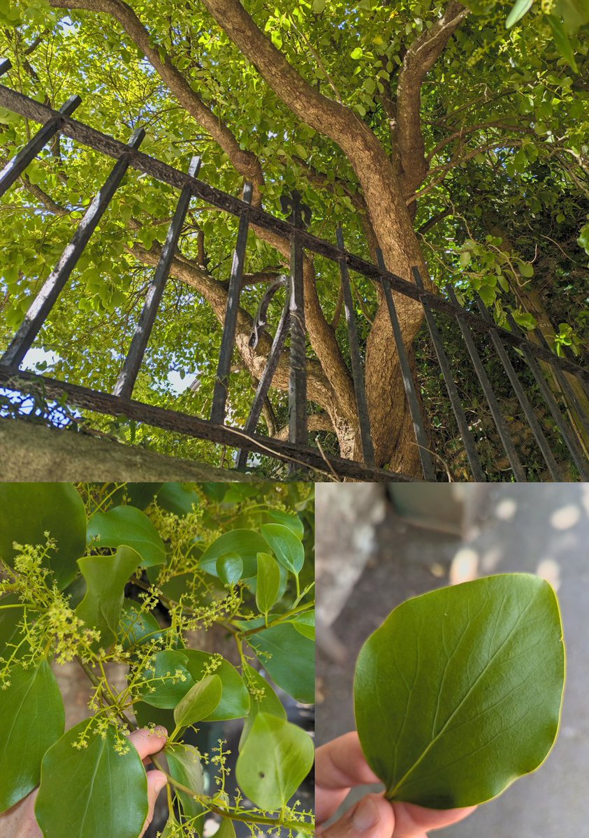 Hugh Williamson (@hughwilliamson) on Twitter photo <a href="/TheStreetTree/">Paul Wood ๐ณ</a> Paul, any idea what this tree in Clifton, Bristol might be? Leaves are thick and rubbery, so probably evergreen. <a href="/TheStreetTree/">Paul Wood ๐ณ</a> Paul, any idea what this tree in Clifton, Bristol might be? Leaves are thick and rubbery, so probably evergreen.