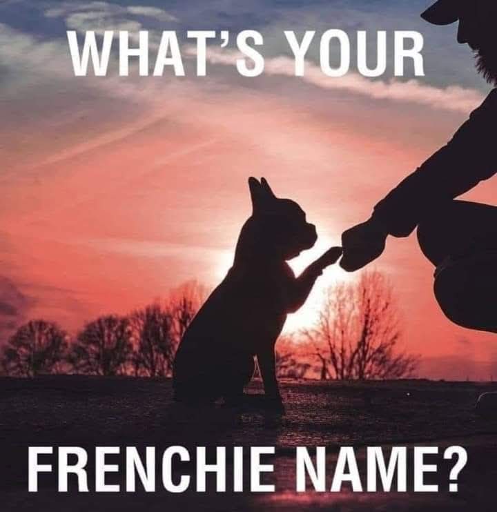Frenchies Zone tweet media