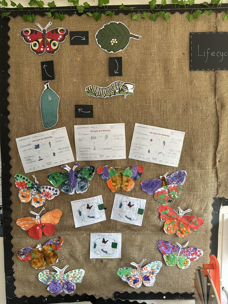 Team Opal have enjoyed our new lifecycles topic beginning with the lifecycle of a butterfly! 
<a href="/TeamManorGreen/">Manor Green Primary #ReadyRespectfulSafe</a>