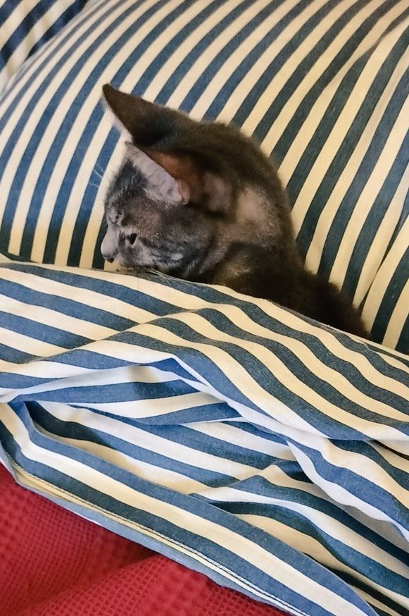 - Vas a laburar? Bueno. Yo me quedo. Hoy es el #DíaDelAnimal