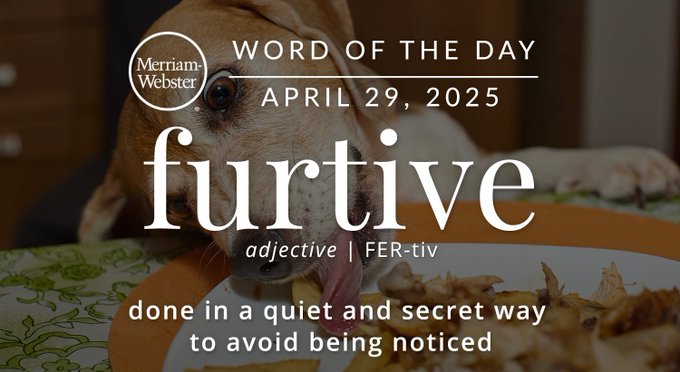 Merriam-Webster Word of the Day April 29, 2025 'furtive' adjective | FER-tiv "done in a quiet and secret way to avoid being noticed" Background Image: a dog eating off a place