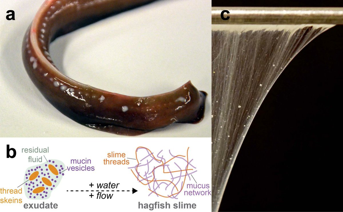 1/ Hagfish slime is a deploy-on-demand hydrogel: tiny glands eject mucin vesicles + coiled protein “threads.” In seawater, vesicles burst, threads unspool, and a viscous mesh balloons to ~10,000x its original volume.