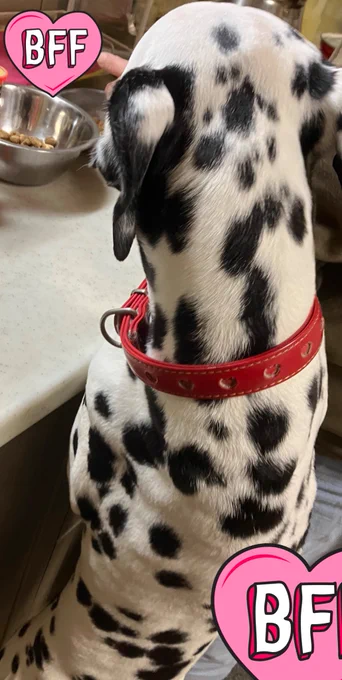 飯待ち犬立つと158センチの私の胸くらいありますよ 