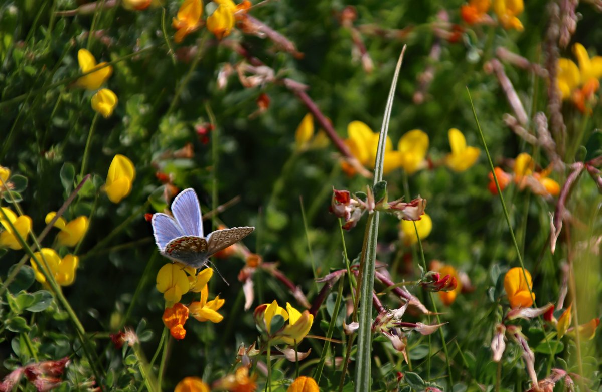 If you spot our ‘Bee’ Friendly sign in the county – that’s an area that is helping local plants grow, increasing habitats for wildlife to thrive in and giving improved biodiversity for future Denbighshire generations. #denbighshirewildflowers