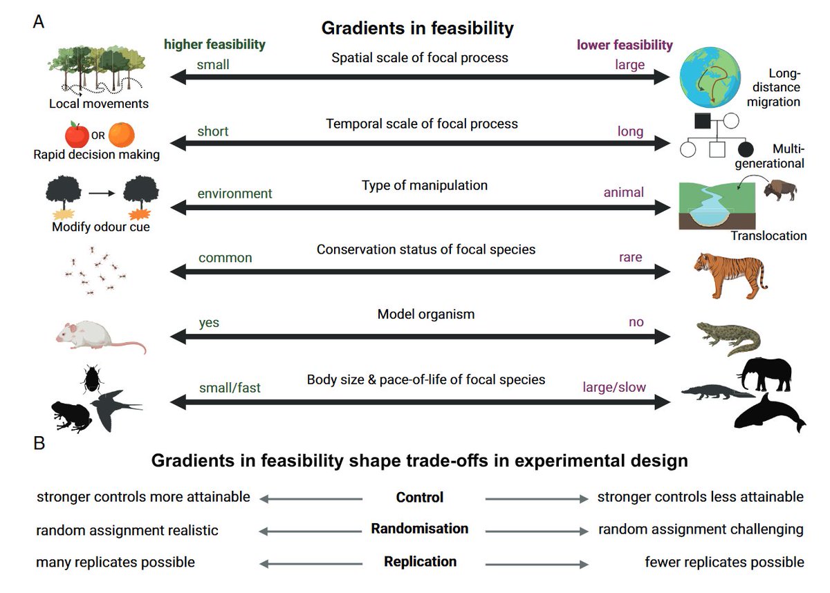 Jack Brand (@jackandrewbrand) on Twitter photo Fantastic to see our new paper out today in Biological Reviews (<a href="/CamPhilSoc/">Cambridge Philosophical Society</a>) on incorporating experimental approaches into movement ecology research. The project was amazingly led by <a href="/WhitHansen1317/">Whitney Hansen, PhD</a>, with a great group of co-authors!
Paper 👉onlinelibrary.wiley.com/doi/10.1111/br… Fantastic to see our new paper out today in Biological Reviews (<a href="/CamPhilSoc/">Cambridge Philosophical Society</a>) on incorporating experimental approaches into movement ecology research. The project was amazingly led by <a href="/WhitHansen1317/">Whitney Hansen, PhD</a>, with a great group of co-authors!
Paper 👉onlinelibrary.wiley.com/doi/10.1111/br…