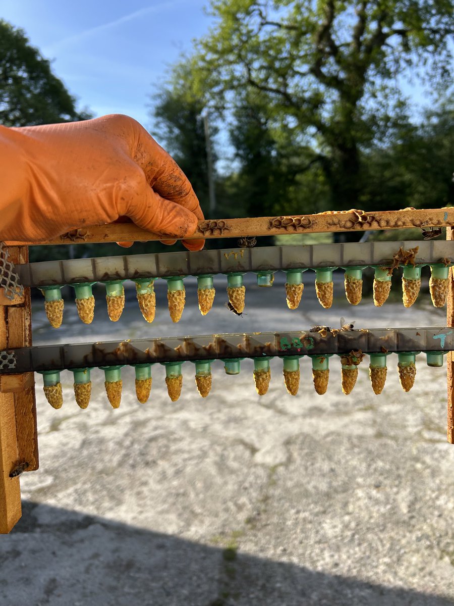 Rob wilson tweet media