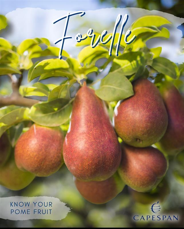 Capespan_NA's tweet photo. Know Your Pome Fruit: Forelle Pears 🍐
One of the most strikingly beautiful pear varieties, Forelle pears are instantly recognizable by their smooth yellow skin covered in vibrant red speckles. https://t.co/eolUhiE0Q7