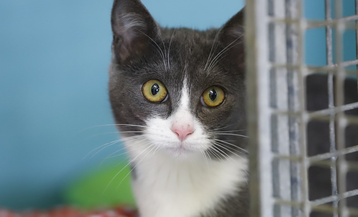 1/5 Urgent : le projet de règlement européen pour la protection des chats et des chiens est MENACÉ ! C’est pourtant une occasion unique de mettre un terme aux conditions d’élevage et de vente indignes et de faciliter la lutte contre les trafics en Europe.