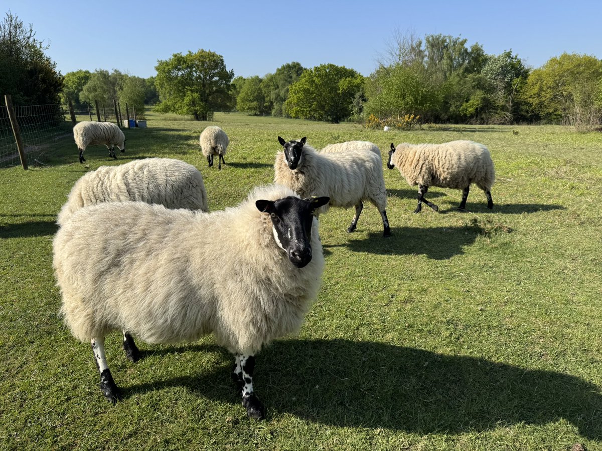 Banstead Commons Conservators (@bcconservators) on Twitter photo It is a good day to be a beautiful Beulah on #BansteadDowns โ๏ธ
<a href="/Downygrazers/">DownlandsLivestock</a>
<a href="/DownlandsTrust/">Downlands Trust</a> It is a good day to be a beautiful Beulah on #BansteadDowns โ๏ธ
<a href="/Downygrazers/">DownlandsLivestock</a>
<a href="/DownlandsTrust/">Downlands Trust</a>