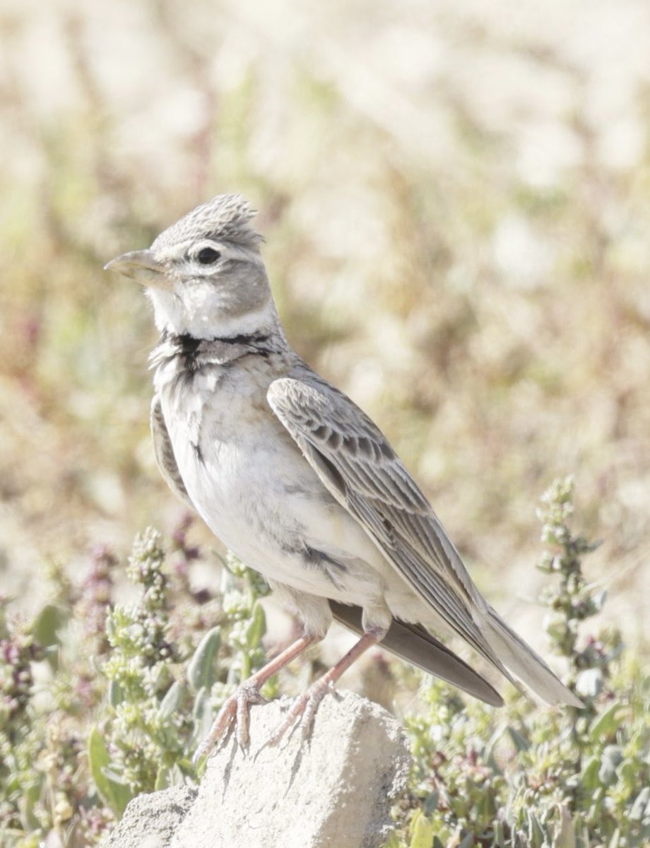 ⁦<a href="/birdsaroundcy/">BirdsAroundCyprus</a>⁩ Calandra Lark- Mesaoria Plain Famagusta 29 Apr 25 #cyprusbirds #birdsseenin2025