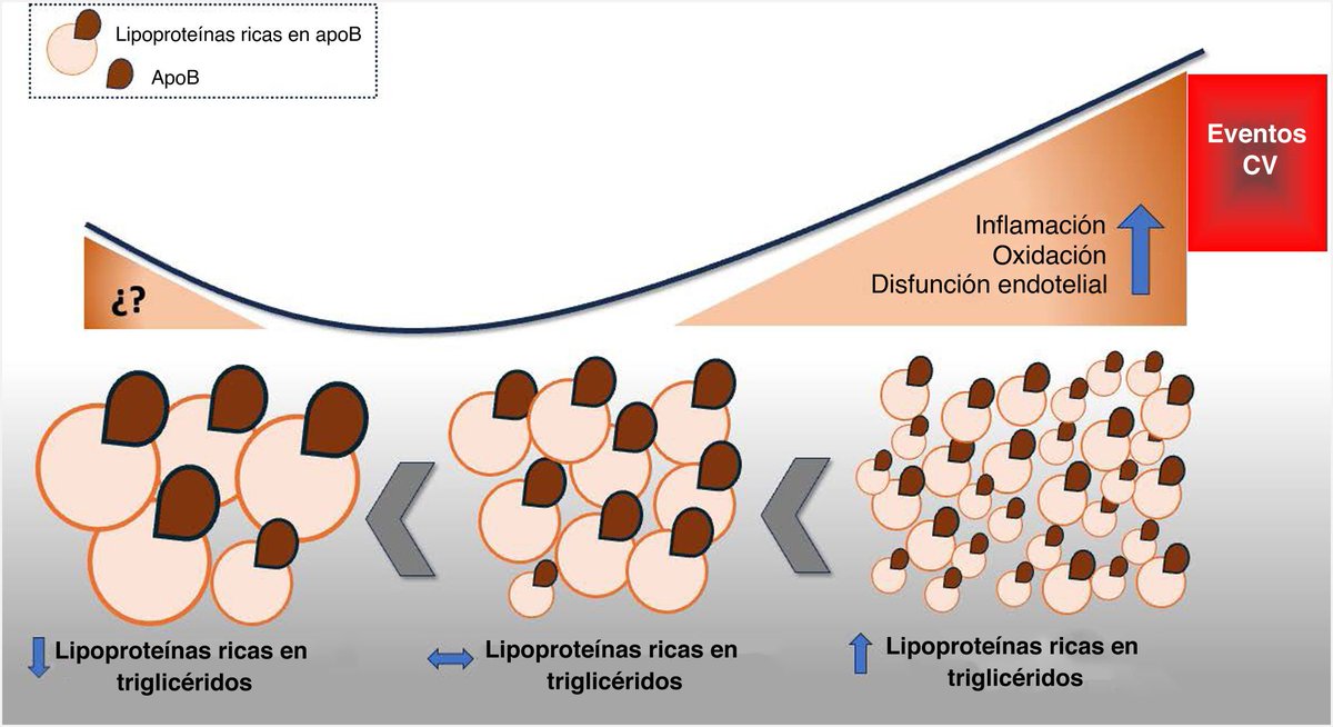 Alberto Cordero (@acorderofort) on Twitter photo Happy to share our editorial "ApoB and prognosis of patients with chronic coronary syndrome" published in <a href="/RevEspCardiol/">REC Publications</a> <a href="/MAROSFO/">Rosa Fernandez</a> . revespcardiol.org/es-apob-y-pron… Happy to share our editorial "ApoB and prognosis of patients with chronic coronary syndrome" published in <a href="/RevEspCardiol/">REC Publications</a> <a href="/MAROSFO/">Rosa Fernandez</a> . revespcardiol.org/es-apob-y-pron…
