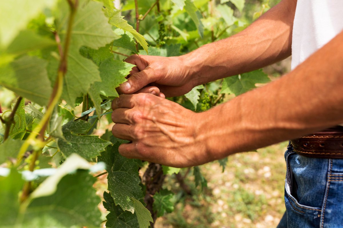 DO Tarragona (@dotarragona) on Twitter photo 🧑🌾 A tots els que treballeu la vinya i que, amb el vostre esforç i dedicació tenint cura d'ella, feu que puguem gaudir d'uns vins únics de la #DOTarragona! Bon primer de maig, dia del treballador!
...
Amb la col·laboració de:
<a href="/gencat/">Generalitat de Catalunya</a>
#wineinmoderation
#FonssocialEuropeu 🧑🌾 A tots els que treballeu la vinya i que, amb el vostre esforç i dedicació tenint cura d'ella, feu que puguem gaudir d'uns vins únics de la #DOTarragona! Bon primer de maig, dia del treballador!
...
Amb la col·laboració de:
<a href="/gencat/">Generalitat de Catalunya</a>
#wineinmoderation
#FonssocialEuropeu
