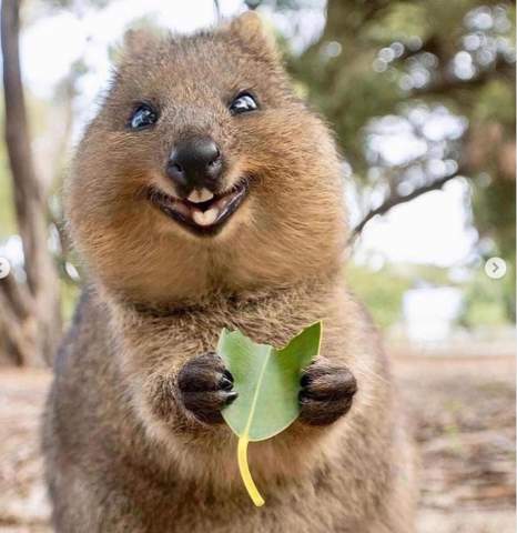 feen_elfe's tweet photo. @elonmusk There would be nothing wrong with humans becoming extinct. The animals and plants could and would recover as much as possible and continue to live happily and contentedly without us! https://t.co/DuPEeqhega