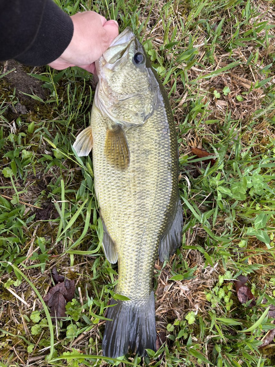 otttta333's tweet photo. 今月キャッチした40up10本の内、マガテールで5本キャッチ😳
ワーム持ちがいいからまだ7.8本しか消耗してないw
釣れてるのにお財布にも優しい。
色んな意味でマガテール強し‼️

@hatatakuma
@ZAPPUofficial
#FISHMAGNET
#マガテールで釣れテール https://t.co/0pw8FkvPMH