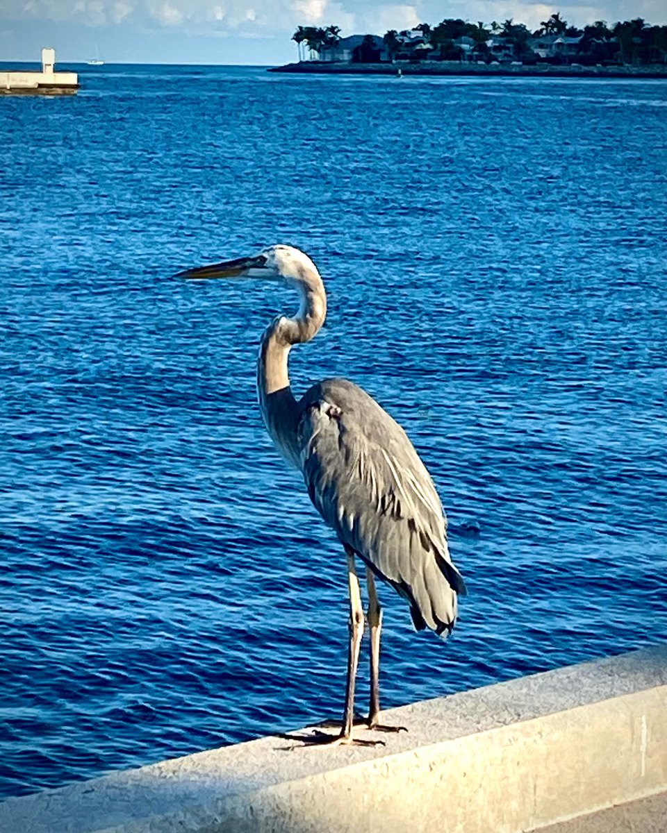 Please join us Friday, May 2nd, for our early bird cleanup from 8-9 a.m. This week we’re cleaning up Deadman's Curve on So Roosevelt Blvd. Thank you for helping keep Key West beautiful! #keepkeywestbeautiful #PloggingtheKeys #KeepAmericaBeautiful #keepfloridabeautiful