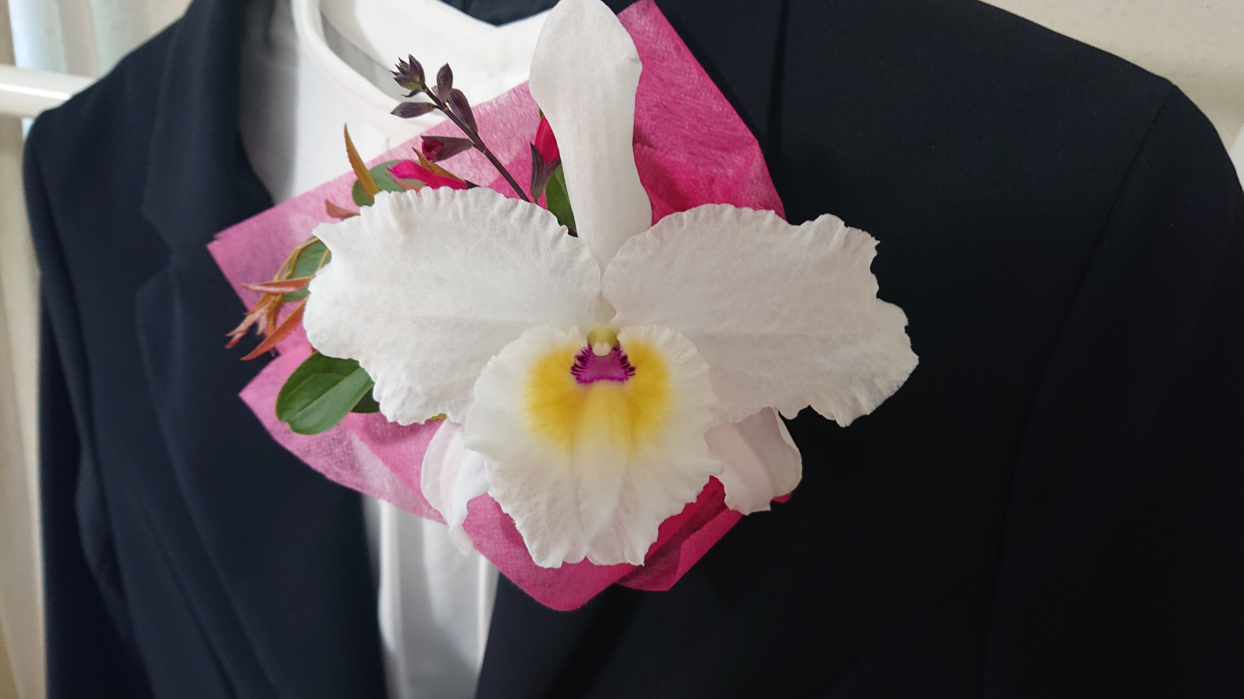 Yamamoto Dendrobiums (@YDendrobium) / X Yamamoto Dendrobiums (@YDendrobium) / X