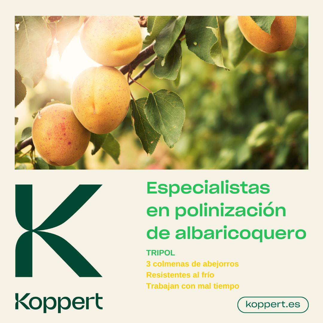 KOPPERT_ES's tweet photo. 🐝 Polinización con clima adverso y mayor capacidad de transporte de polen.
Los abejorros de Tripol se adaptan a diversas condiciones climáticas y transportan hasta dos veces más polen👇
https://t.co/vI743CfPep
#koppert #polinización #tripol https://t.co/KSMQ1JTEPC