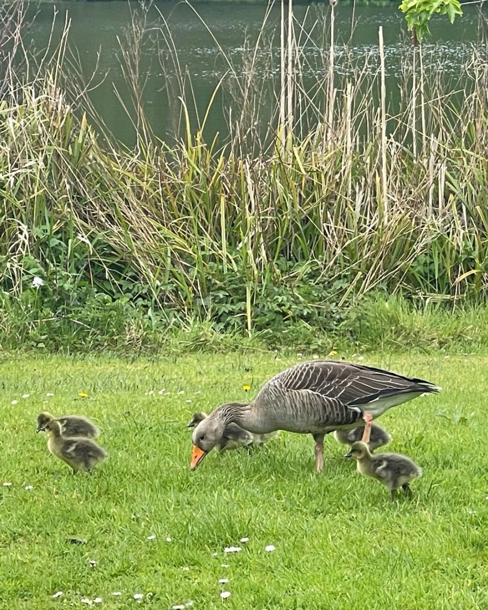 It's gosling time 🦆 Some very cute new arrivals have been spotted in the gardens 😍