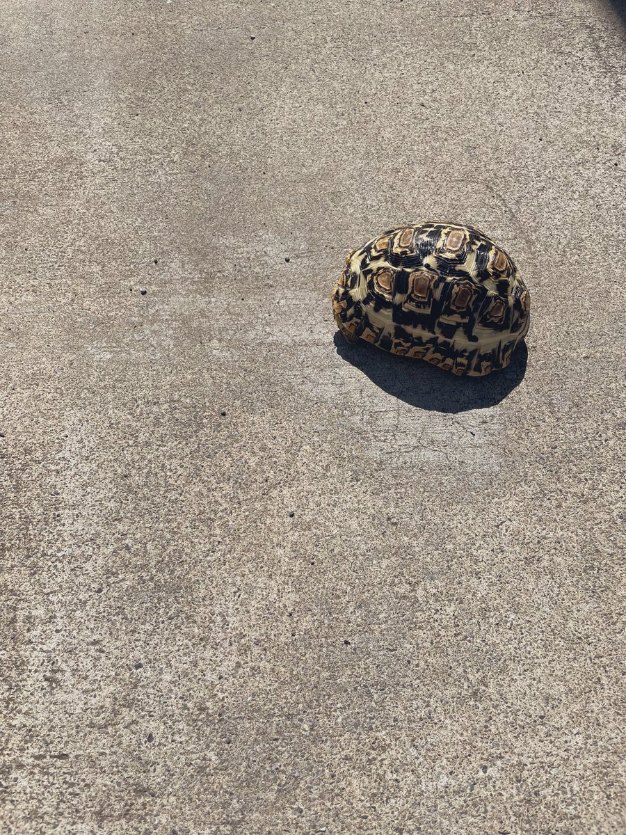 2ayaaa6's tweet photo. ちっちゃい🐢 https://t.co/Cf4cqzzpX2