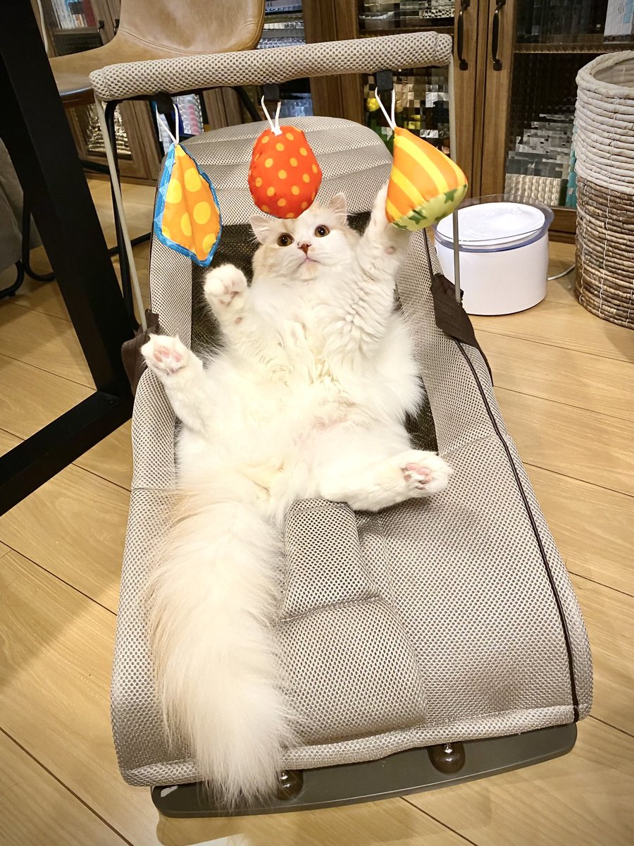 don_omiya's tweet photo. 幼児に隠れて https://t.co/KQqWspFgZ2