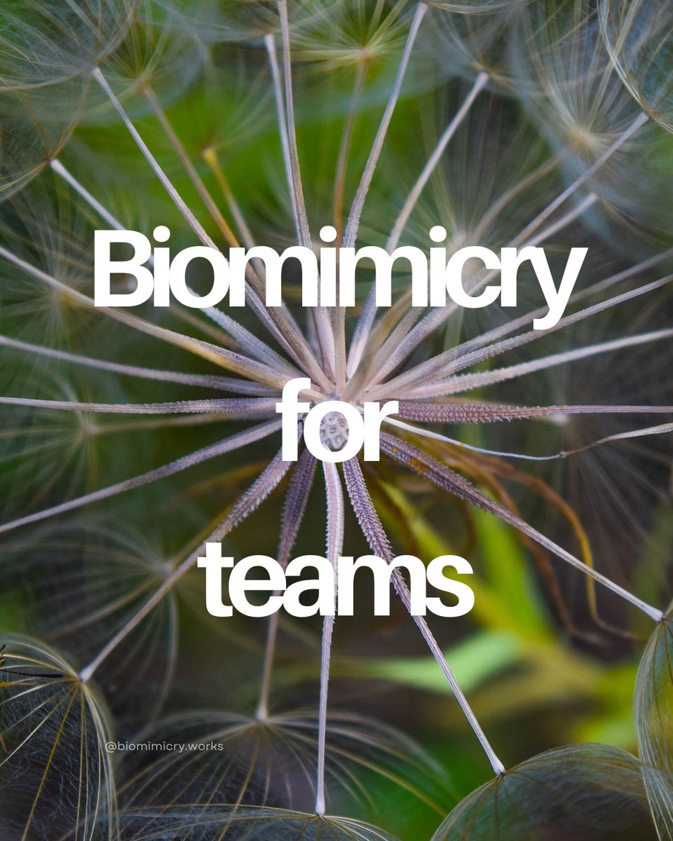 BiomimicryWorks's tweet photo. Teams can look towards Nature’s intelligence for inspiration and new paths ahead.

Adapt like vines chasing sunlight. Evolve like dandelions, scattering bold ideas to solve challenges, boost efficiency, and craft solutions that connect, renew and regenerate.

#Biomimicry https://t.co/bl2dGouVdl