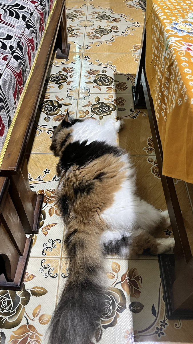 alovraa's tweet photo. @kochengfs nih nder, cape dikit goleran https://t.co/Bt99kqXUgJ