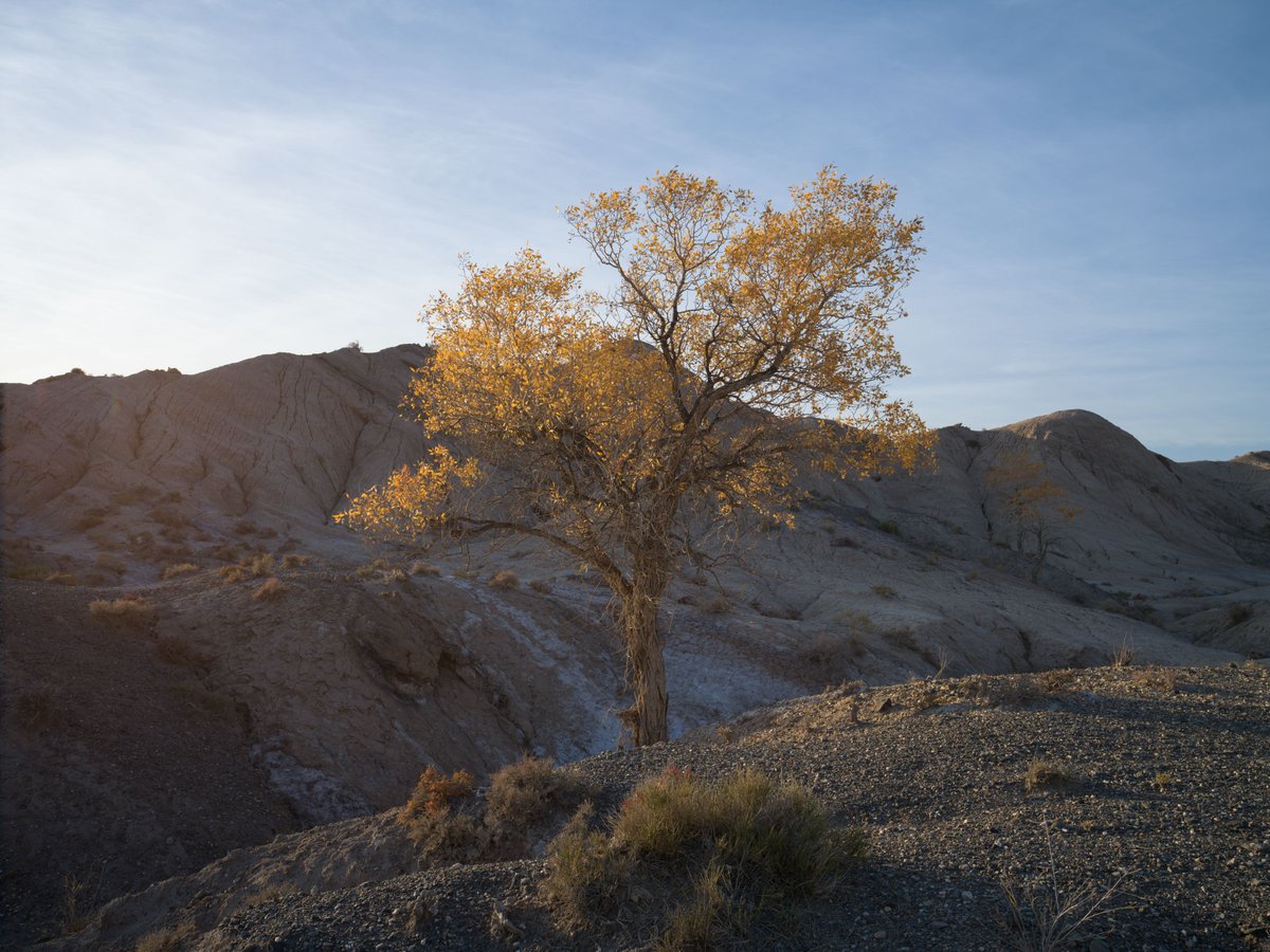 Hasselblad's tweet photo. Surrounded by nothing but nature’s grandeur — where time slows, and the soul breathes. 🌿🏞️
Where will your next escape take you?
📸 IG/thomaschuphoto
#Hasselblad #NatureEscape #Wanderlust #CaptureTheMoment #HasselbladColours #MediumFormatMagic https://t.co/xWIEN4IqlE