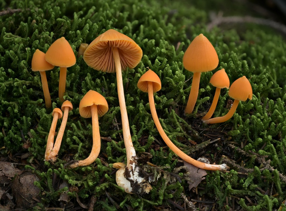 AlanRockefeller's tweet image. Entoloma quadratum from the White Mountain National Forest, New Hampshire in August of 2023.   ID verified by DNA barcoding at Mycota Lab

This species was described in 1859 in New England, just a couple years before the civil war.

iNaturalist # 178764994 / MO # 550987

#fungi