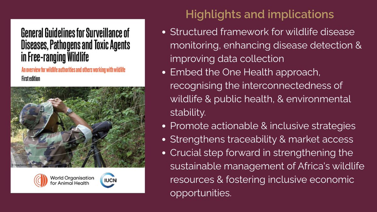 WildlifeEconomy's tweet image. 📢 New @WOAH_fr &amp;amp; @IUCN guidelines for   wildlife disease surveillance! 🔗 bit.ly/Wildlifehealth…
How can we implement this effectively? How to embed in game meat strategies? What about equity &amp;amp; access?
#AWEI #Biodiversity   #SurveillanceSystems #FoodSafety