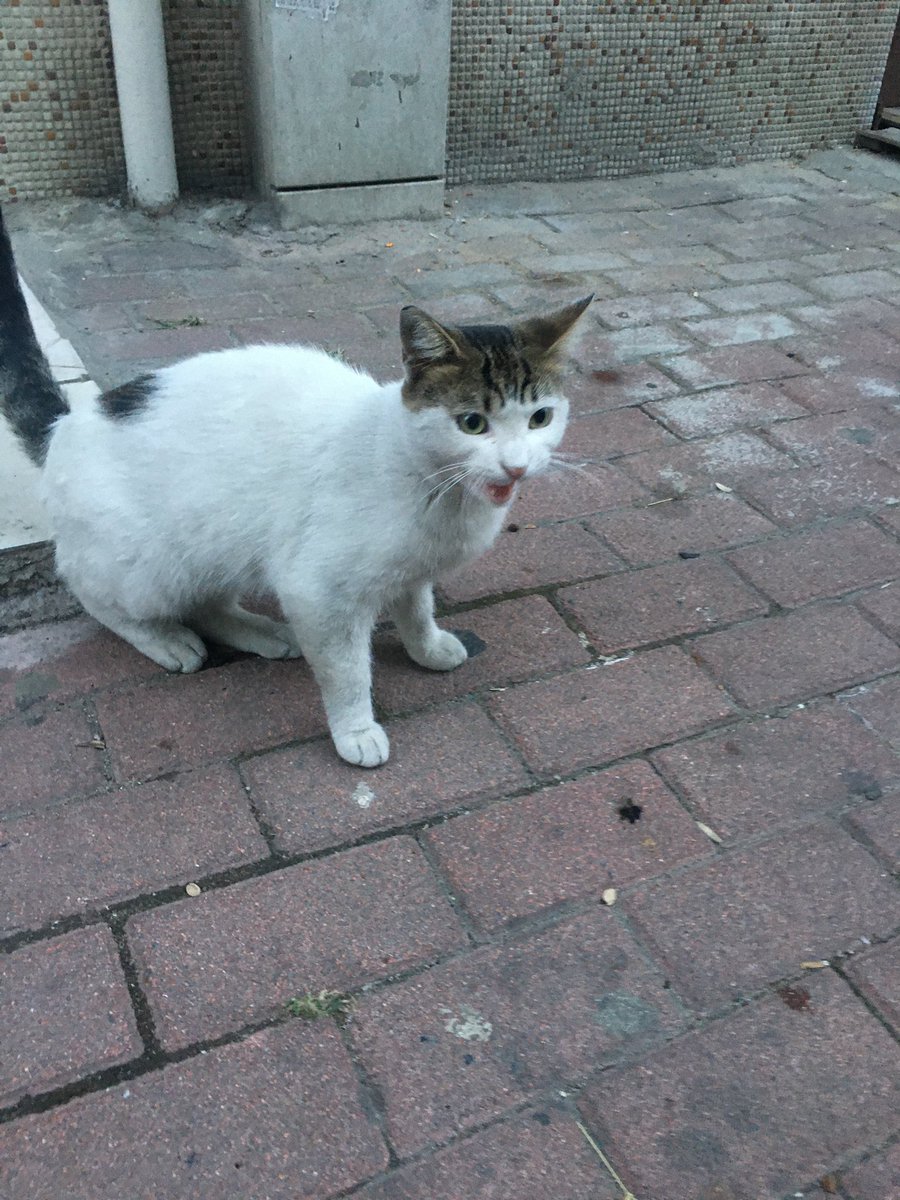 Böyle saç tıraşlı keko kediler mahallenin asıl sahipleridir.