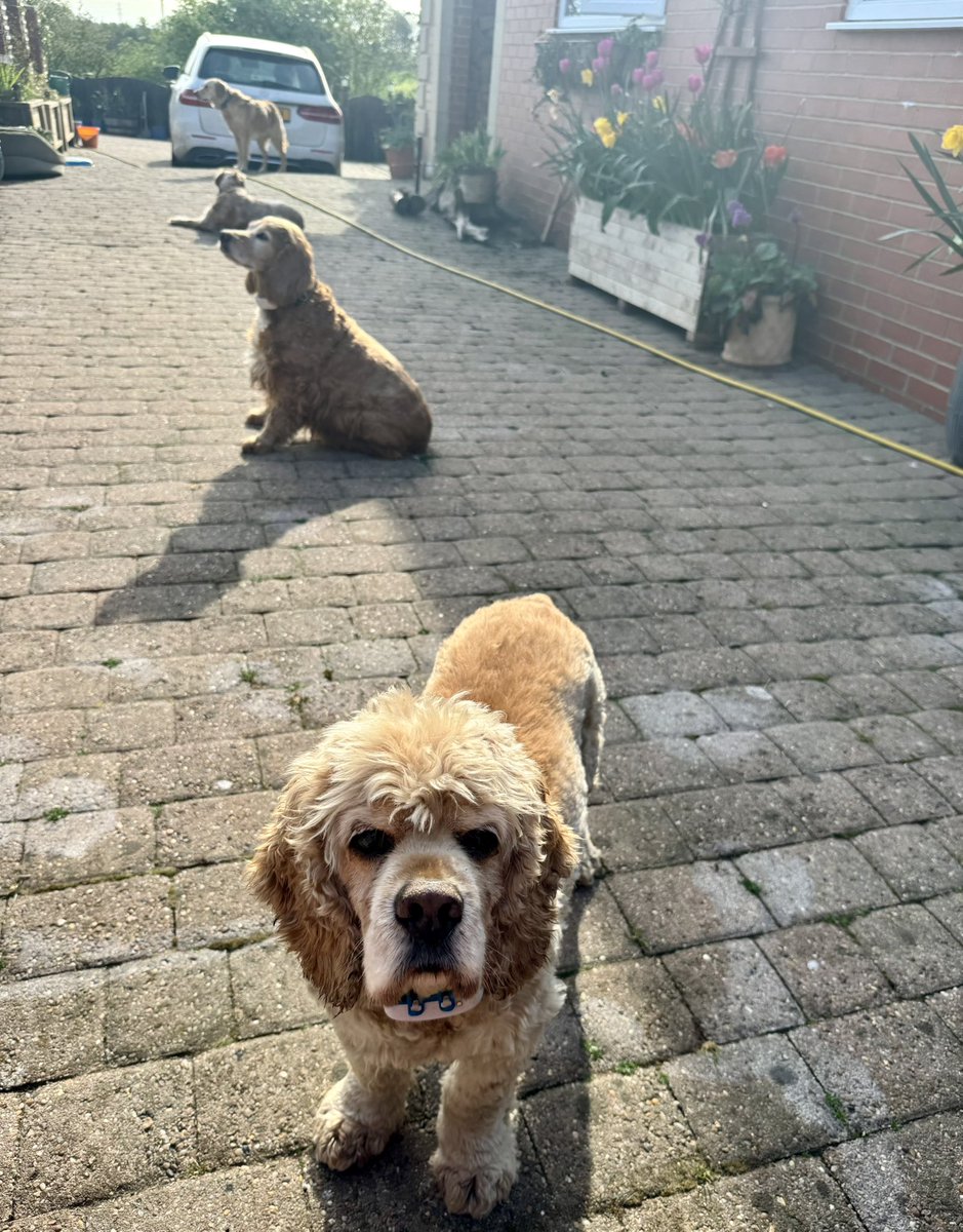 SpanielsSuper's tweet image. The #GoldenGang appear to have returned to #SocialDistancing 
🤔 #Hmmmm