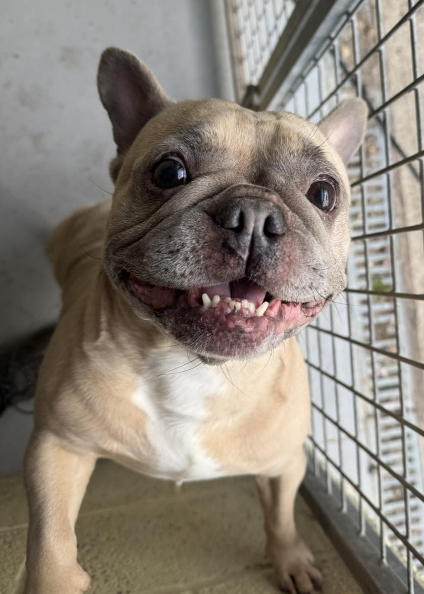 AdoptionsUk's tweet photo. Urgent, please retweet to help Peaches find a foster or forever home #YORKSHIRE #UK 
She is in a kennels and is not coping, need to be in a home environment asap
EMERGENCY!!! 🆘🍑🚨 PEACHES has just had to come into kennels tonight as a total emergency (nothing at all to do with her, and totally unavoidable!!) 🍑🆘
Peaches literally CANNOT cope in kennels - she is SO stressed, and barks constantly because she’s so distressed 😭 which is a massive issue/worry given she is a flat faced breed, and the very hot week we have forecast 🚨😭 
Peaches is an 8 yr old Frenchie - she LOVES all people, and CAN be placed with children …. But she does not get on with other dogs/cats 🍑 
She is housetrained, great around the house, low energy and will need a home where she will not be left alone for long as she gets upset 🧡🍑🧡 
PLEASE, PLEASE HELP IF YOU CAN 🧡 EVEN VERY SHORT TERM - THIS REALLY IS VERY VERY URGENT 🚨 SHE CANNOT COPE IN KENNELS!!! 😭🍑
Details or apply👇
https://t.co/j3wJgWGrNd

#dogs #dog @FrenchieandFF #FrenchBulldog #Frenchies #England #Adoptdontshop #Sheffield #Leeds #Bradford #Wakefield #Rotherham @Nightowl400 @LisaClareRead2