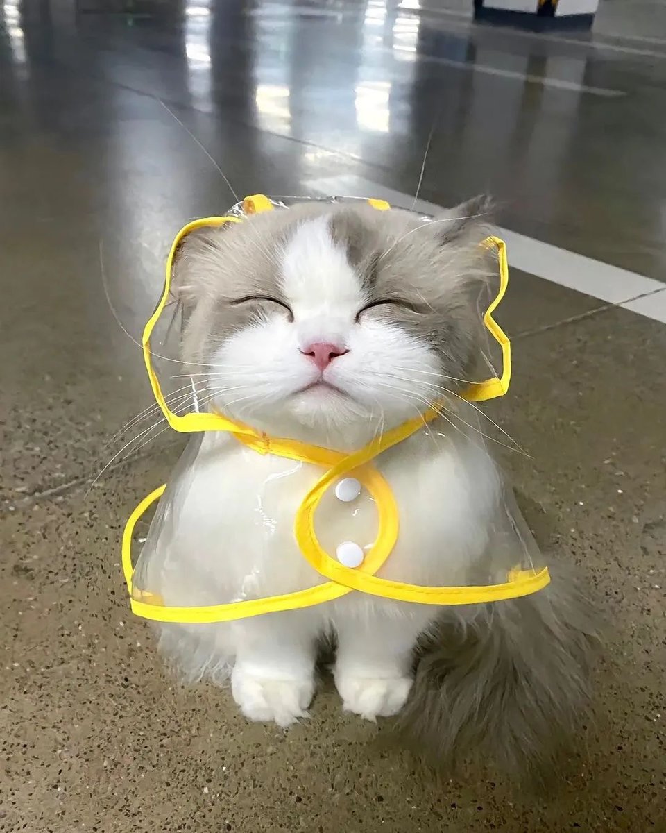 TheCatsX's tweet photo. My two moods: https://t.co/MREecsTNwV