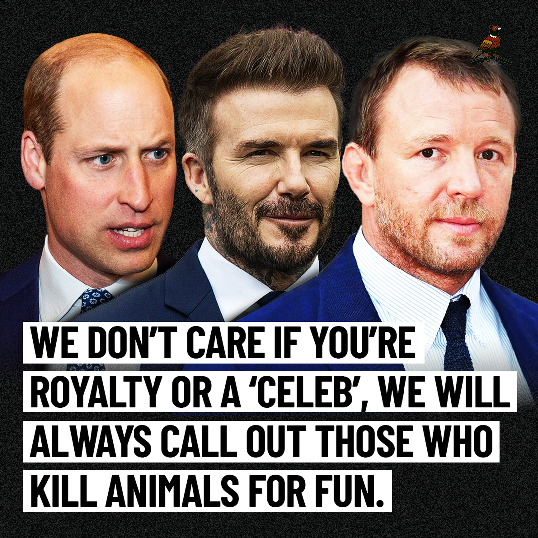 Prince William, David Beckham and Guy Ritchie all enjoy shooting birds out of the sky for fun, shame on them.