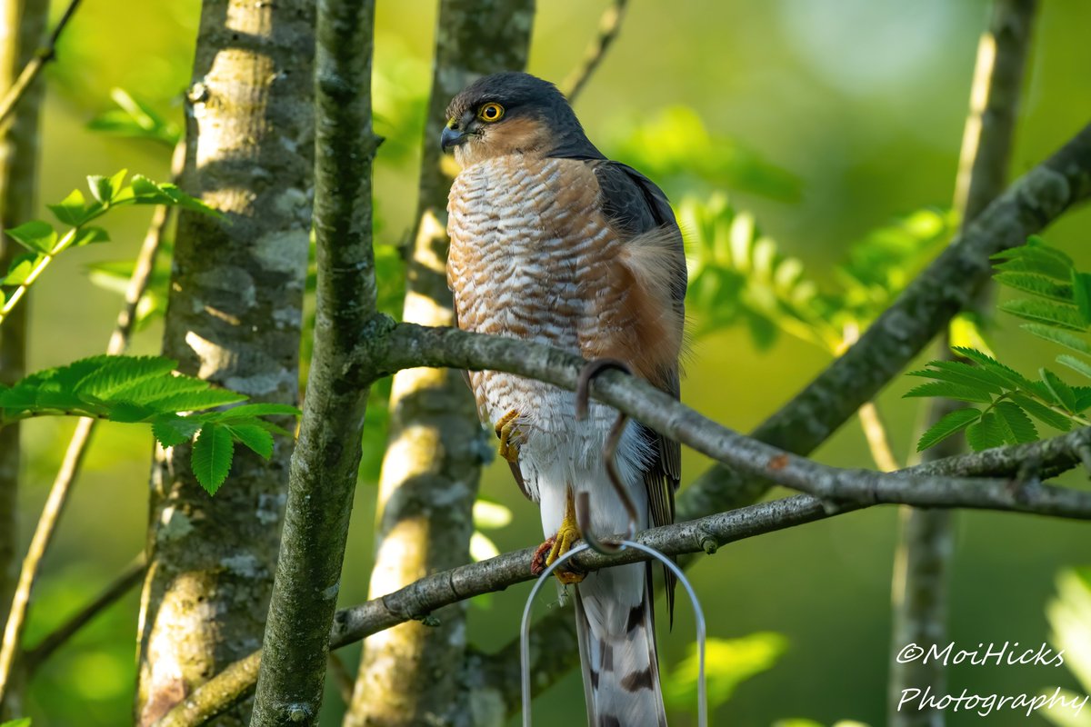 Sofa Birding (@sofabirdermoi) on Twitter photo Sid the third as the sun was rising in my Flimwell garden this morning. Now in full adult plumage. Sparrowhawk. male
29-04-25 <a href="/BBCSpringwatch/">BBC Springwatch</a> <a href="/WildlifeMag/">BBC Wildlife</a> <a href="/RSPBbirders/">RSPB Birders</a> <a href="/SussexBirding/">Sussex Birding</a> <a href="/SussexOrnitholo/">Sussex Ornithology</a> <a href="/SussexWildlife/">Sussex Wildlife Trust 🦔</a> Sid the third as the sun was rising in my Flimwell garden this morning. Now in full adult plumage. Sparrowhawk. male
29-04-25 <a href="/BBCSpringwatch/">BBC Springwatch</a> <a href="/WildlifeMag/">BBC Wildlife</a> <a href="/RSPBbirders/">RSPB Birders</a> <a href="/SussexBirding/">Sussex Birding</a> <a href="/SussexOrnitholo/">Sussex Ornithology</a> <a href="/SussexWildlife/">Sussex Wildlife Trust 🦔</a>