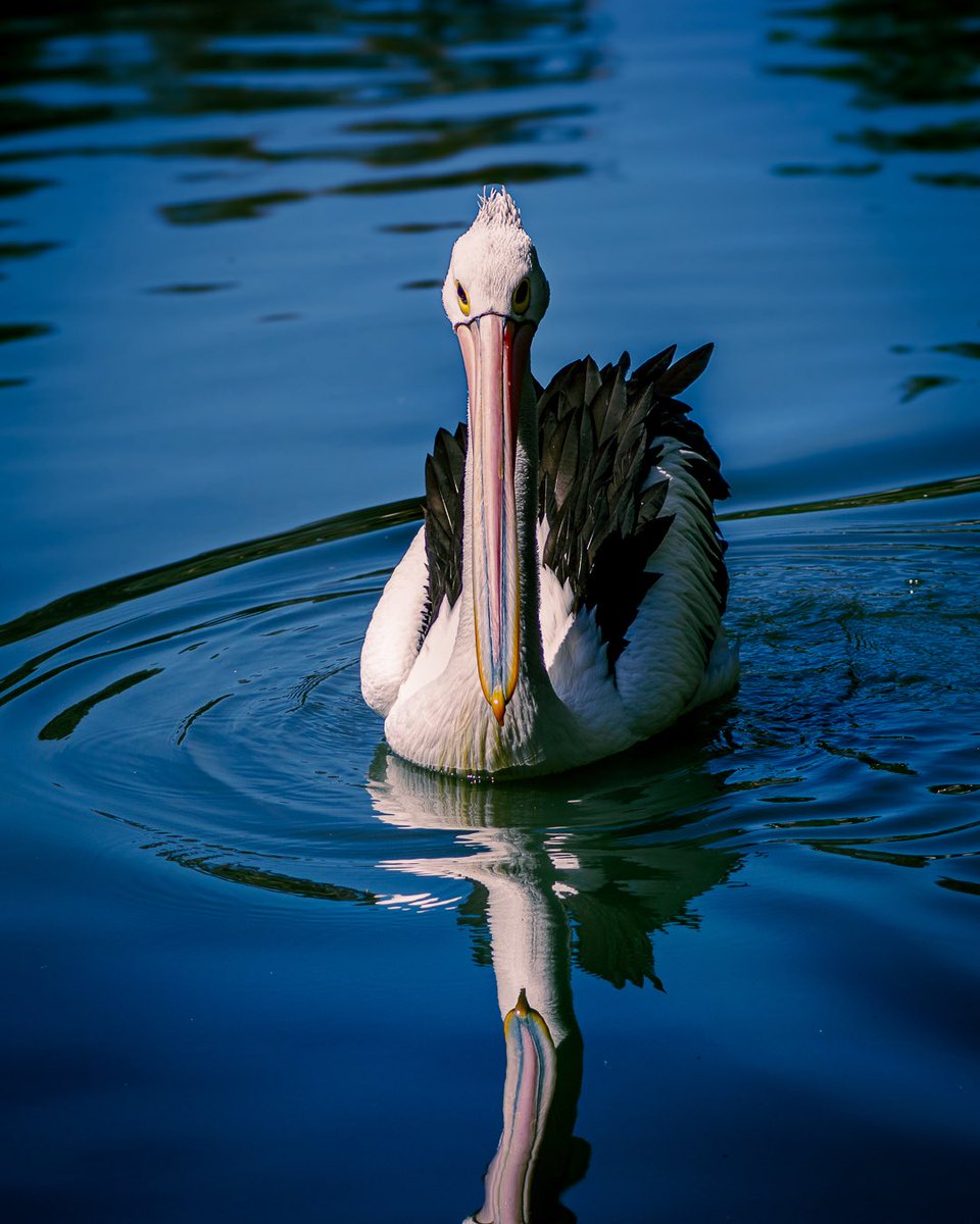dBaunPhoto's tweet photo. A moment of reflection - Grace on the water.

It’s a 2’fer Tuesday, swipe for the next image.

OM-1
M.Zuiko 100-400
100 mm | 1/800 sec | F 5.0 | ISO 100

#Pelican
#WildlifePhotography
#AustralianWildlife
#MountLofty
#SouthAustralia
#OMSystem
#ItsInOurNATURE
#OM1
#PicOfTheDay https://t.co/k9Kz1GnYxg