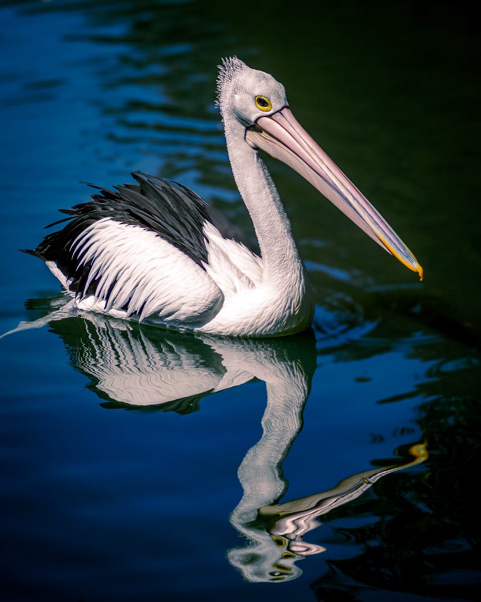 dBaunPhoto's tweet photo. A moment of reflection - Grace on the water.

It’s a 2’fer Tuesday, swipe for the next image.

OM-1
M.Zuiko 100-400
100 mm | 1/800 sec | F 5.0 | ISO 100

#Pelican
#WildlifePhotography
#AustralianWildlife
#MountLofty
#SouthAustralia
#OMSystem
#ItsInOurNATURE
#OM1
#PicOfTheDay https://t.co/k9Kz1GnYxg