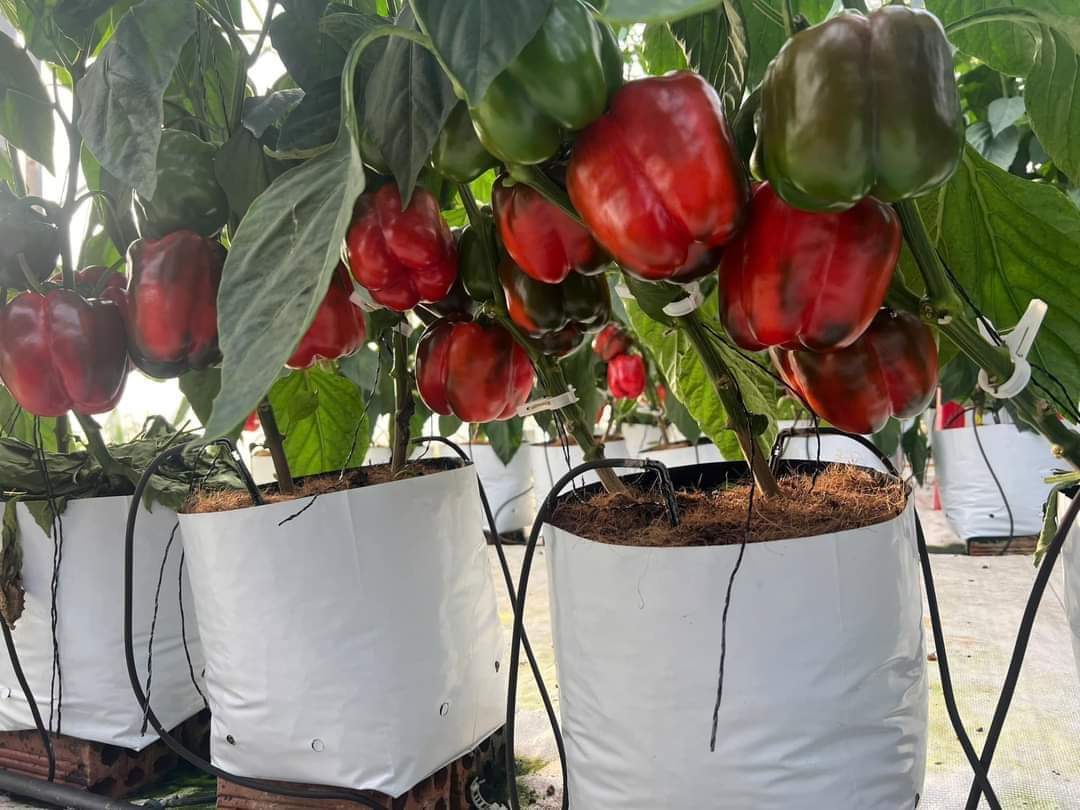 Whether soil-based or soilless, achieving premium results comes down to mastering the right fertigation practices.

 When you’re skilled in:

Crop Nutrition
Crop Protection
Crop Maintenance
you can cultivate successfully anywhere!