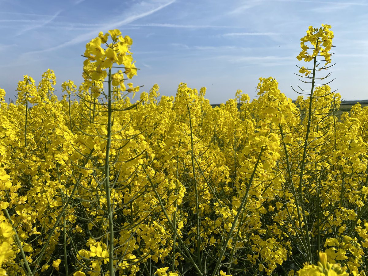 Down at the <a href="/CerealsEvent/">Cereals Event</a> Crop Plot Tour today! Plots looking spectacular! Stay tuned for interesting info on new LG OSR varieties! <a href="/LGSeedsUK/">LGSeedsUK</a>