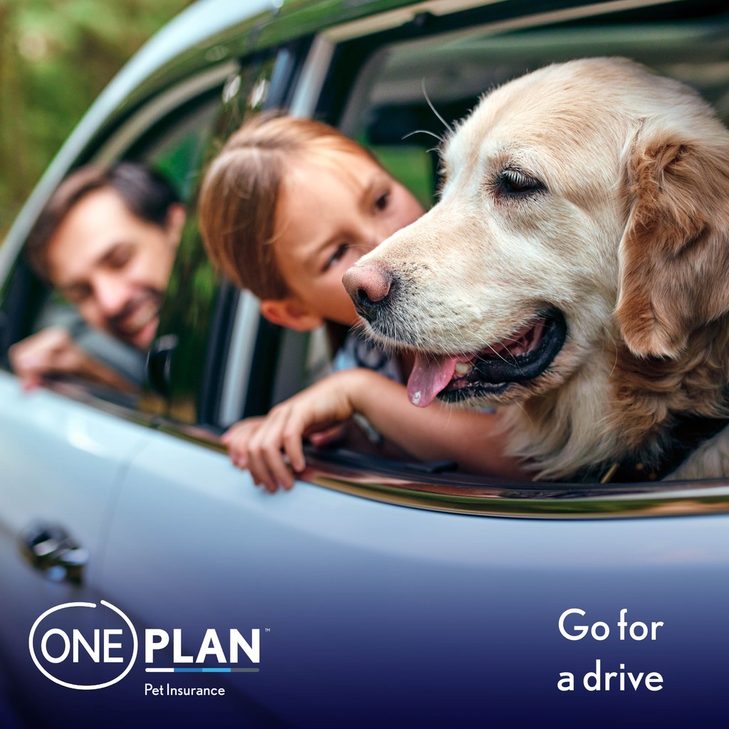 OnePlanPet's tweet image. What's your favourite thing to do with your pet?🐾💙⁠ 
Here are some of ours!

Let us know in the comments if you have any favourite activities to do with your pet.

#PetActivities #PetBonding #Oneplan #PetInsurance #OneplanPetInsurance